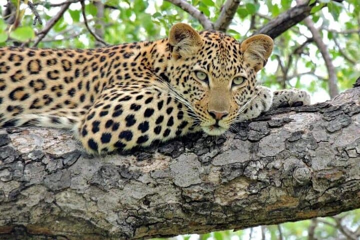 Aquila Safari Full Day Tour Spot the Big Five from Cape Town