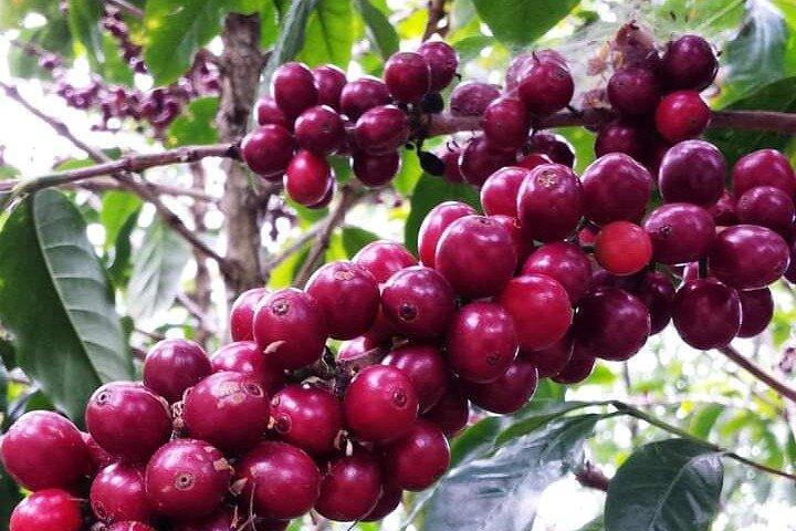 4-timers privat kaffefarmstur i Nairobi