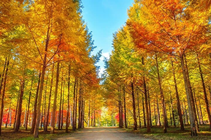 Seoraksan, Nami Island & Morning Calm Garden Day Tour from Seoul