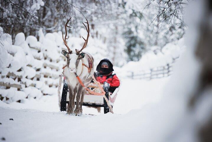 Husky et Reindeer Experience