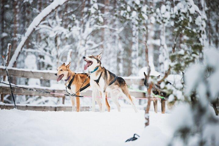 Experiencia Husky y Renos en Levi