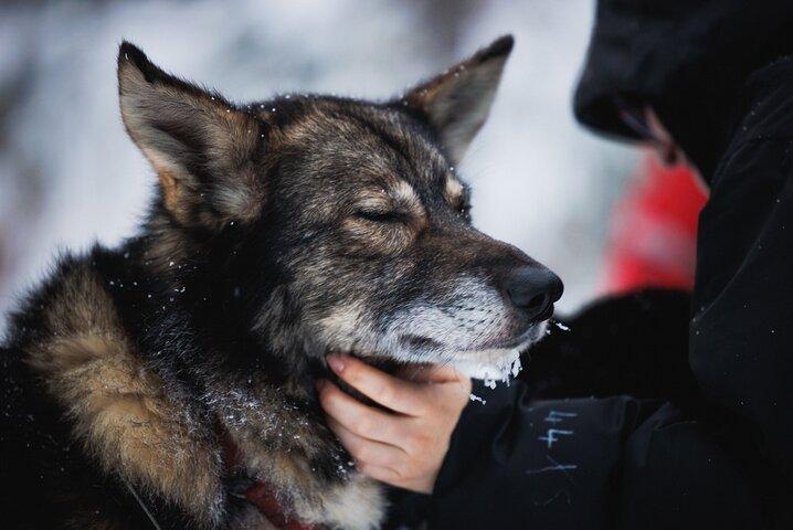 Experiencia Husky y Renos en Levi