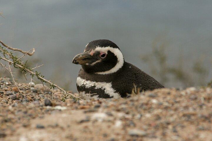 Heldagstur til Punta Tombo Penguin Colony