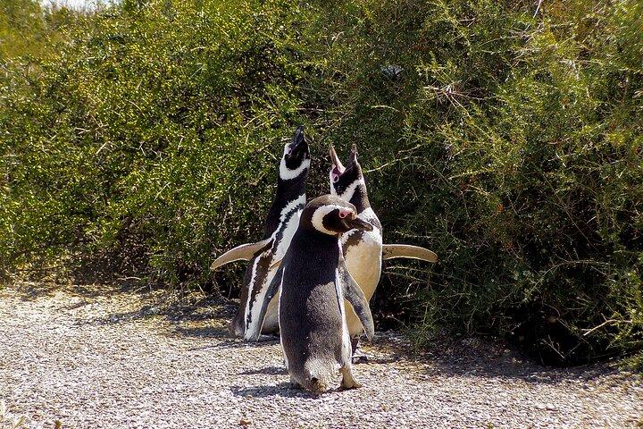 Heldagstur til Punta Tombo Penguin Colony