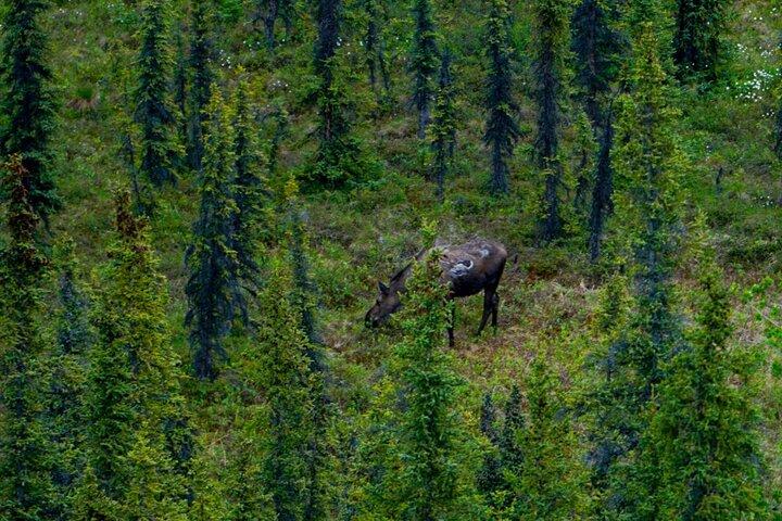 Randonnée dans la nature du parc Denali (3 heures) avec naturaliste expert