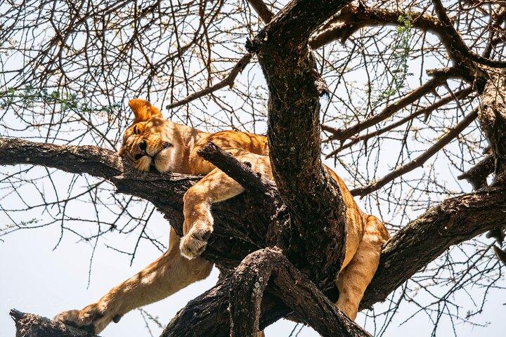 Tour privato di 2 giorni di una notte nel Tarangire National Park
