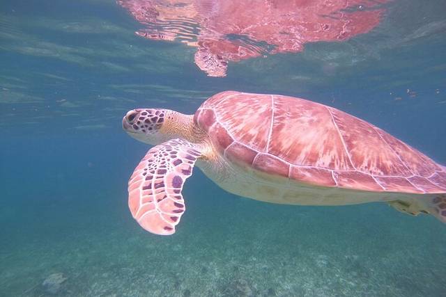 Coral Reef