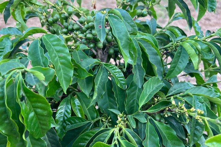 Tour en Coffee Plantation & Black Mountain en Arabia Saudita