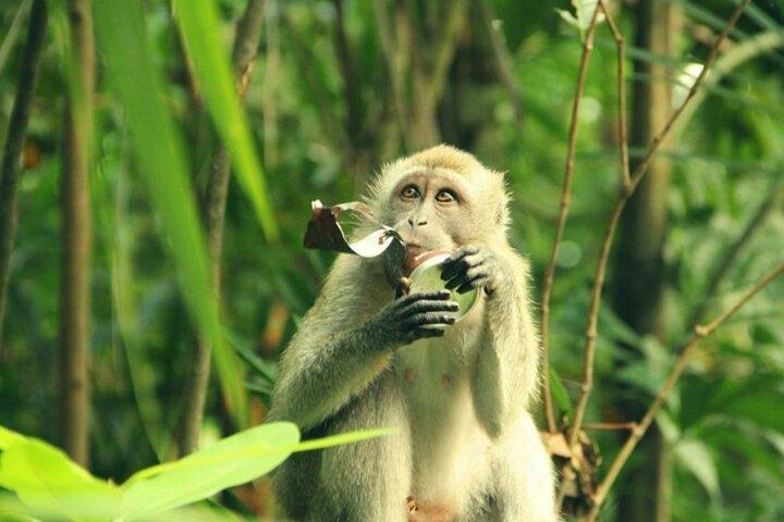 Can Gio Mangrove Reserva da Biosfera 1 dia