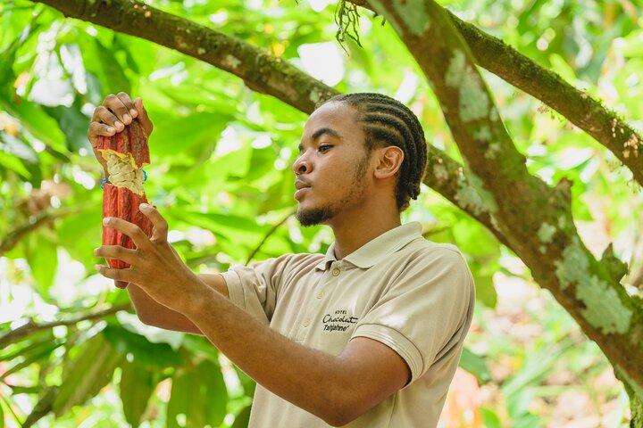 Projet Chocolat Tree to Bar Tour à l'hôtel Chocolat Sainte-Lucie