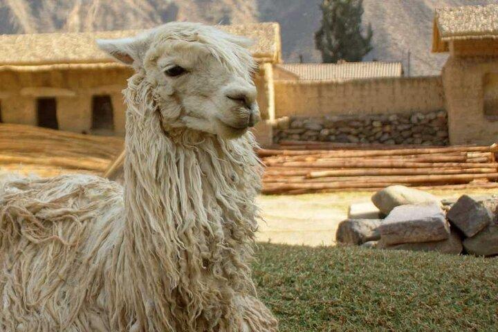 Excursion d'une journée complète dans la vallée sacrée des Incas au Pérou