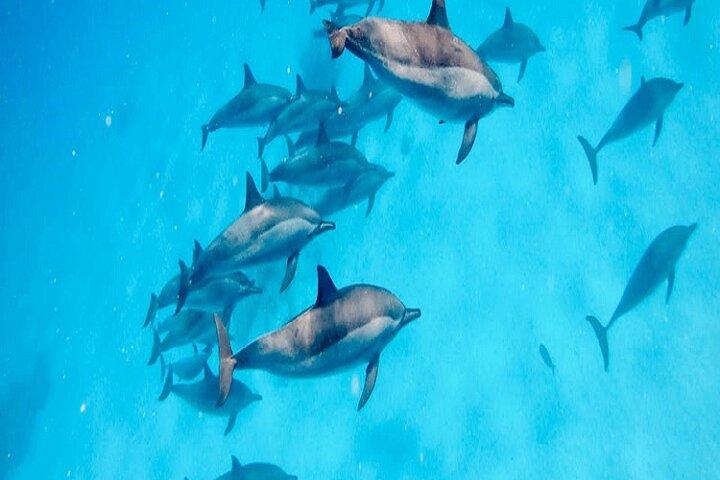 Heldagssnorkling i Hurghada Dolphin House