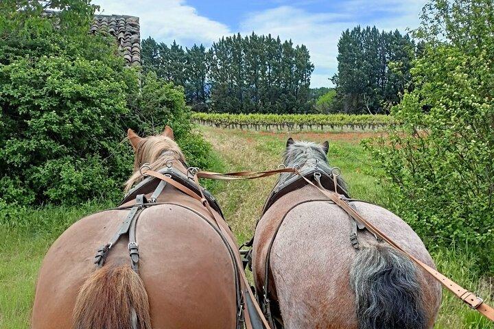 Vognkørsel i hjertet af Luberon