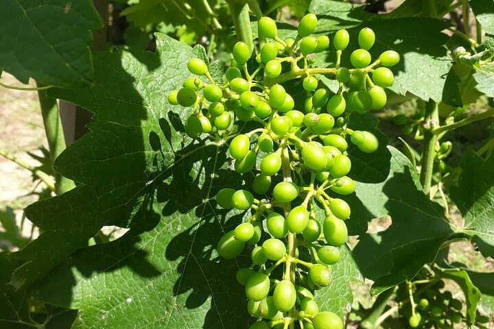 Half-Day Guided Tour with Tasting of Beaujolais Wines