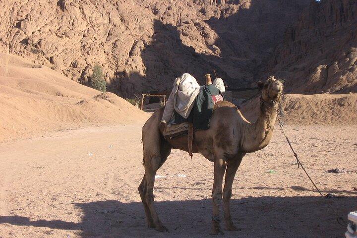 Tour del Monte Mosè da Sharm elsheikh