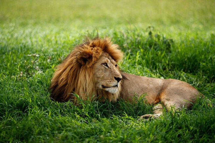Tour de 2 días en el Parque Nacional del Lago Manyara y el cráter del Ngorongoro