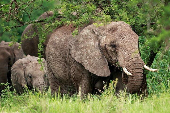 Tour de 2 días en el Parque Nacional del Lago Manyara y el cráter del Ngorongoro
