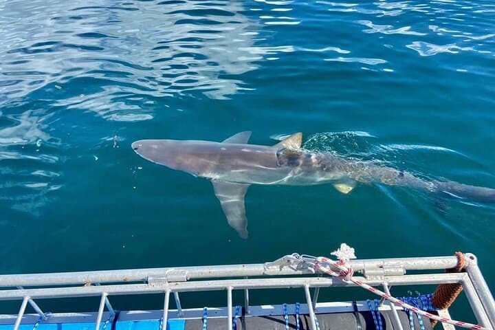 Shark Explorers