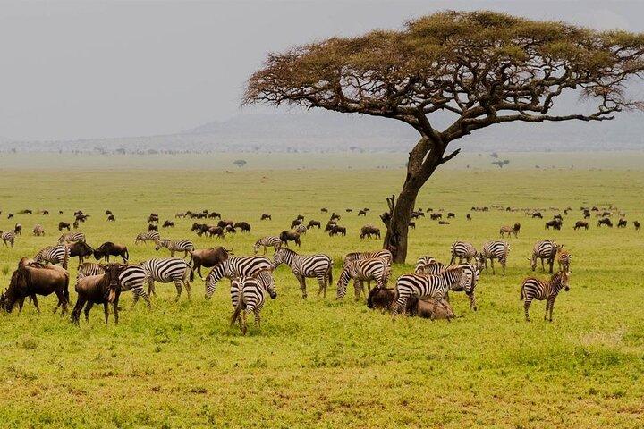 8 dagar Ndutu Migration Wildlife Safari