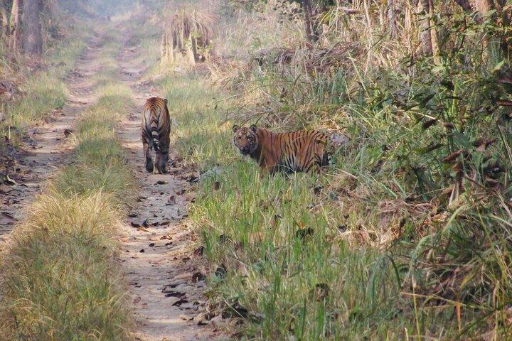 Übernachtung im Jungle Tower: 4-tägige Tour im Chitwan-Nationalpark