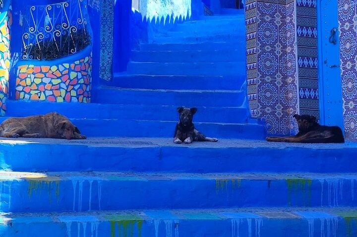 Heldags privat tur till Blue City Chefchaouen från Tanger