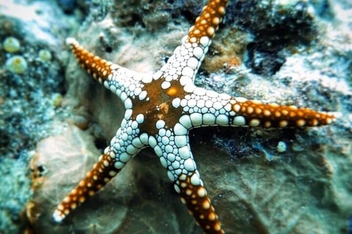 Zanzibar Half Day Trip in Mnemba Island
