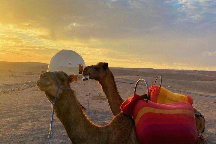 Nomad desert dinner camel ride & bonfire : Marrakech activity