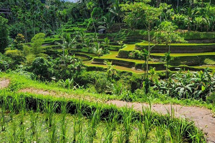 Aluguer de carro em Ubud com motorista: personalize sua viagem na área de Ubud