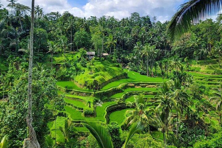 Aluguer de carro em Ubud com motorista: personalize sua viagem na área de Ubud