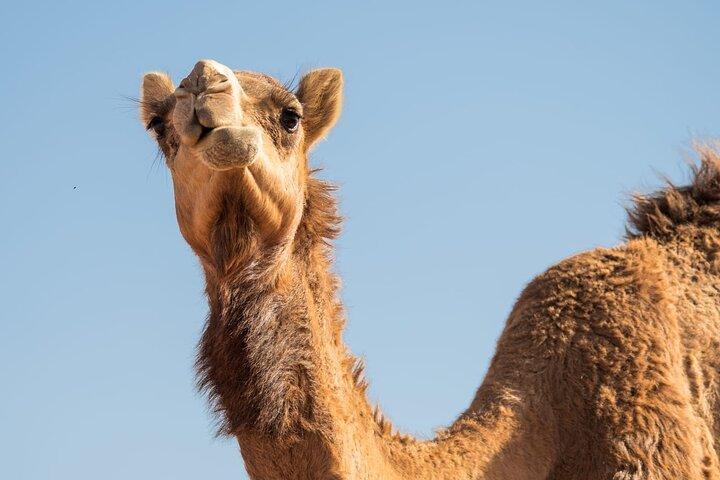 Dune Drive all'alba/mattina con Camel Trek e Sand Surfing