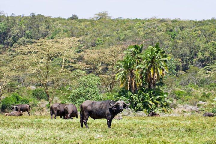 1 dags kort 4x4-safari: ARUSHA NATIONALPARK inkl. Lodge-lunch
