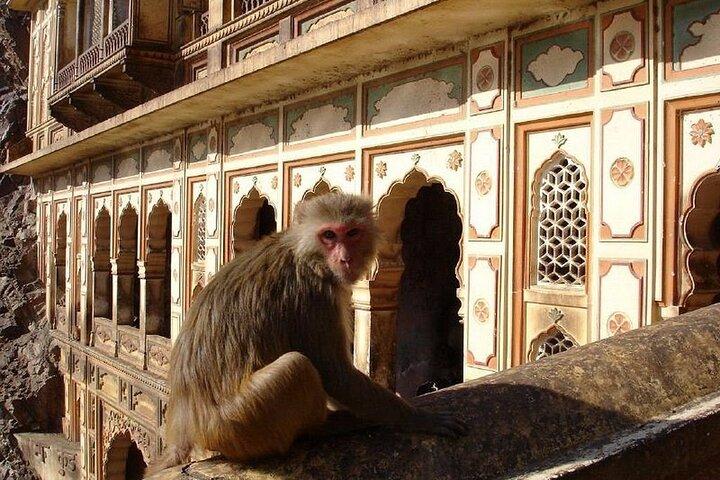 Private Jaipur-Sightseeing-Tour mit Führer