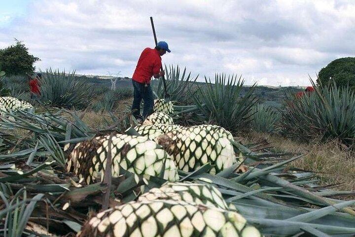 Visite privée d'une journée à Hierve el Agua, Teotitlán et Mezcal