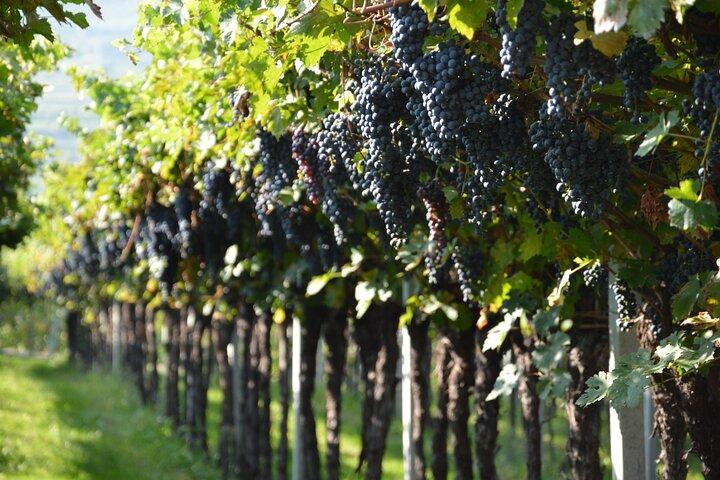 Pagus Wine Tours® - Två Amarone vingårdar - Halvdags vintur