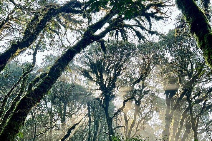 Ha Giang Bikki's Jungle-homestay