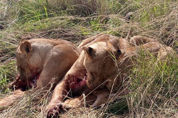 Tour Safari di 4 giorni Masaai Mara e Lago Nakuru.