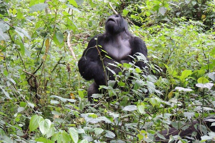 Visite privée de 3 jours Gorilla Trekking à Bwindi