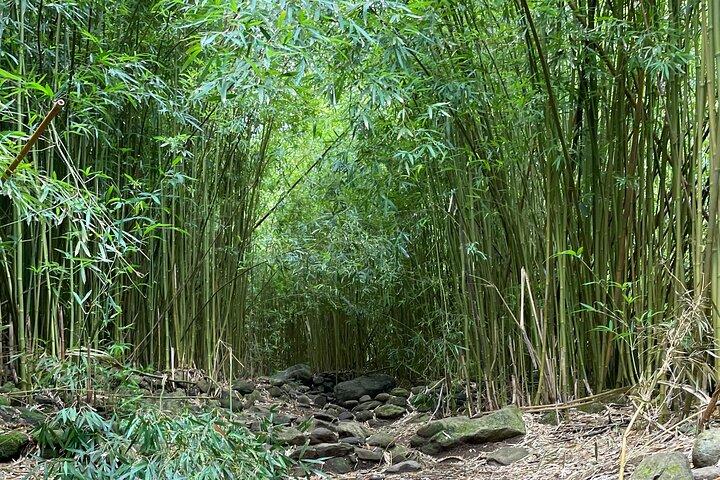 Randonnée guidée privée en cascade dans la forêt tropicale