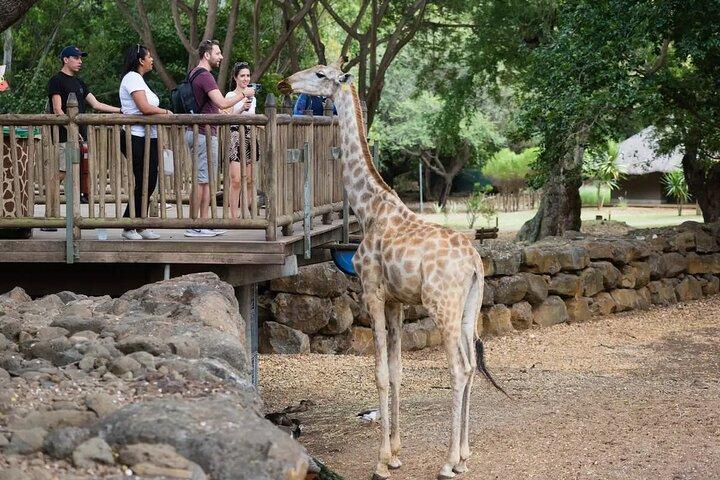 Wild South West Tour : SAFARI & TULAWAKA カセラパーク & ル・モルヌ