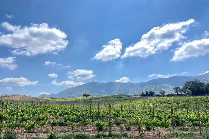 Private Full-Day Wine Tour from Lisbon with Tastings to Arrábida