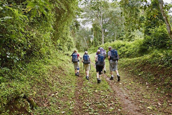 Heldagsvandretur til Mandara Hut i Kilimanjaro