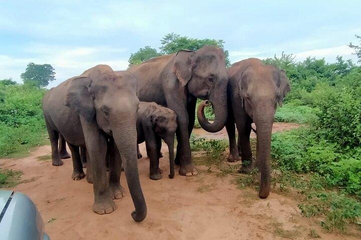 ウダワラウェ国立公園プライベートサファリツアー