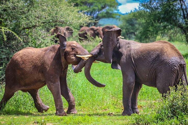 6 dages safari-Tarangire, Serengeti og Ngorongoro-krateret