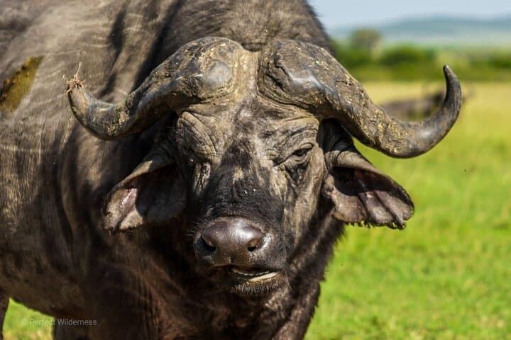 Group Joining Day tour to Amboseli
