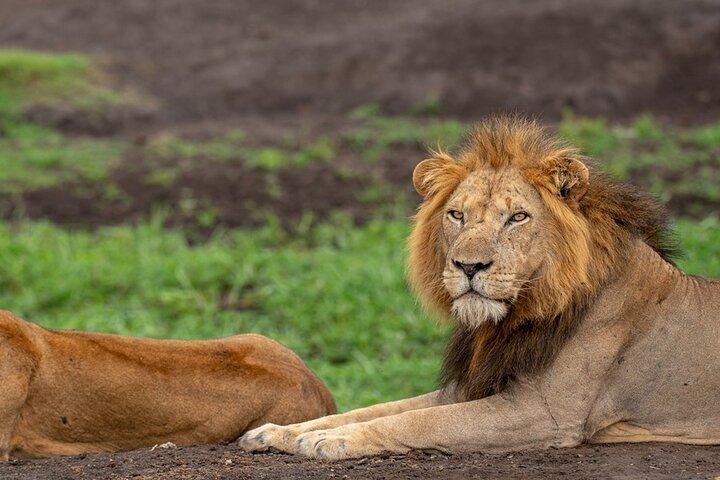 Safari privado de 10 dias em Uganda com coleta