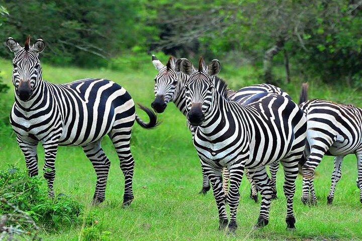 Safari privado de 10 dias em Uganda com coleta