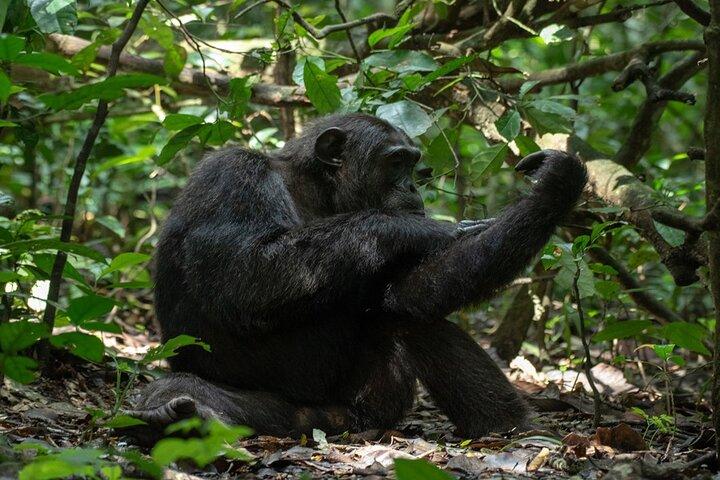 Safari privado de 10 dias em Uganda com coleta
