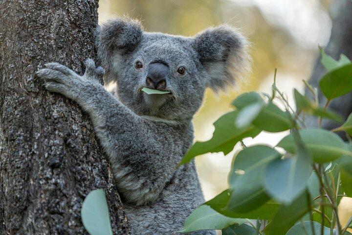 Sydney Taronga Zoo Wild Australia Experience