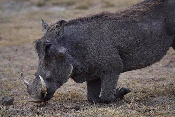 Visite privée d'une journée à Amboseli