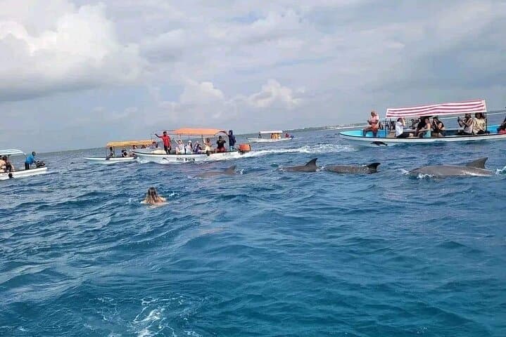 Dolphins Tour